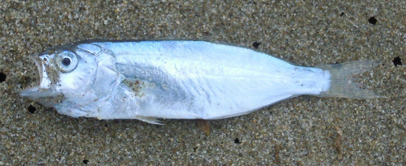 juvenile di Pomatomus saltatrix (esemplare spiaggiato)