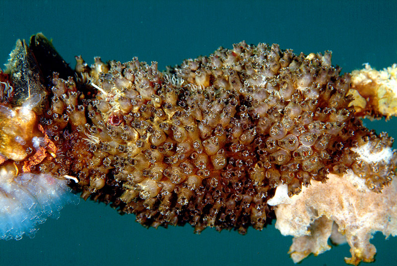 Polyandrocarpa zorritensis