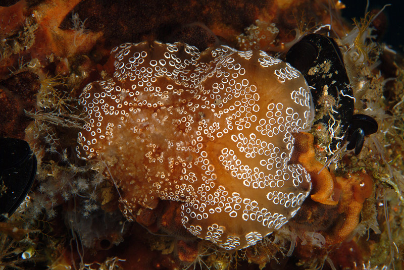 Polyandrocarpa zorritensis