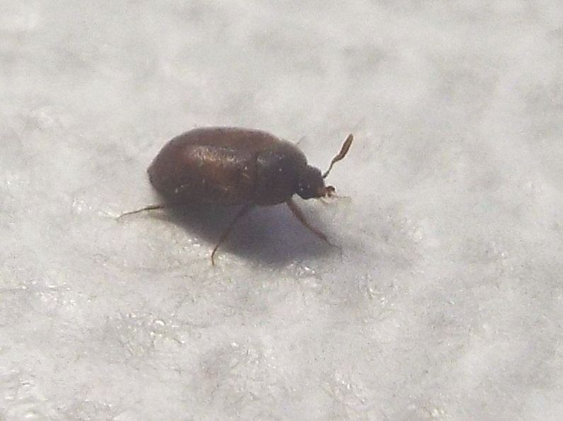 Dermestidae: Attagenus sp.  (cfr. A. brunneus)