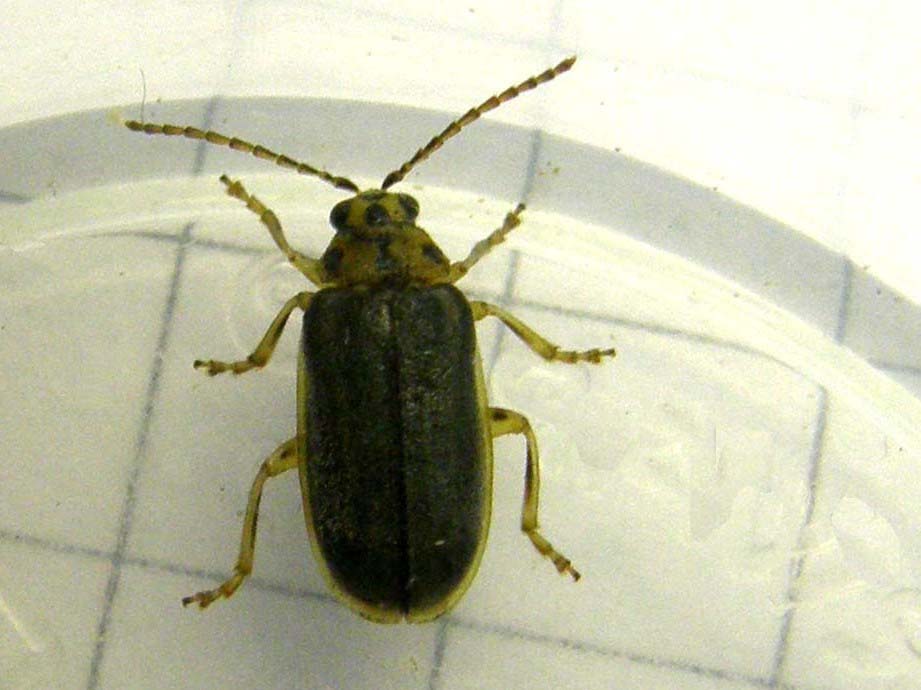 Xanthogaleruca luteola (obscuridorsis form)