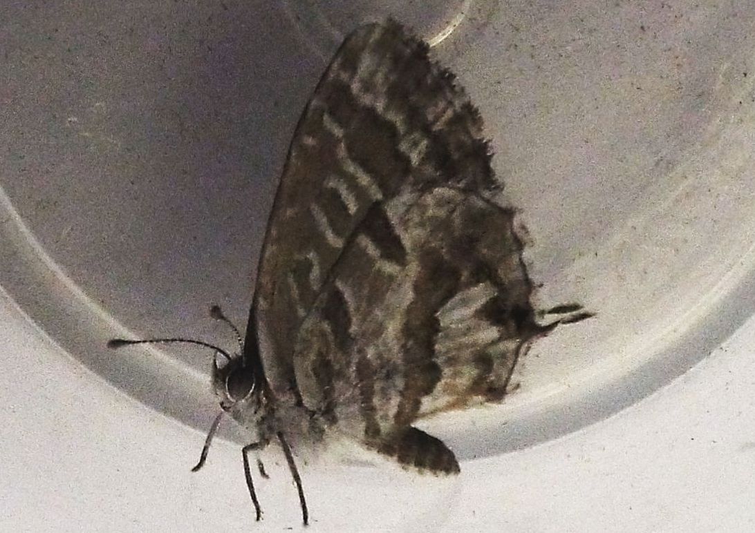 Cacyreus marshalli (Lycenidae)