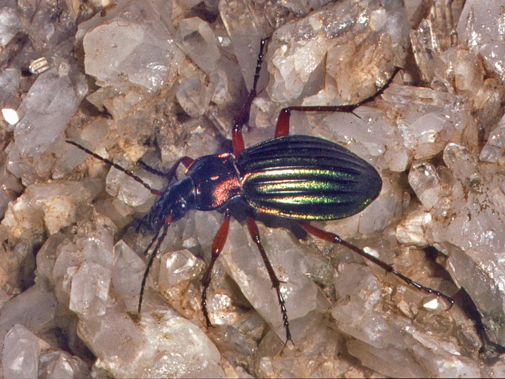 Carabus auronitens dal Piccolo San Bernardo