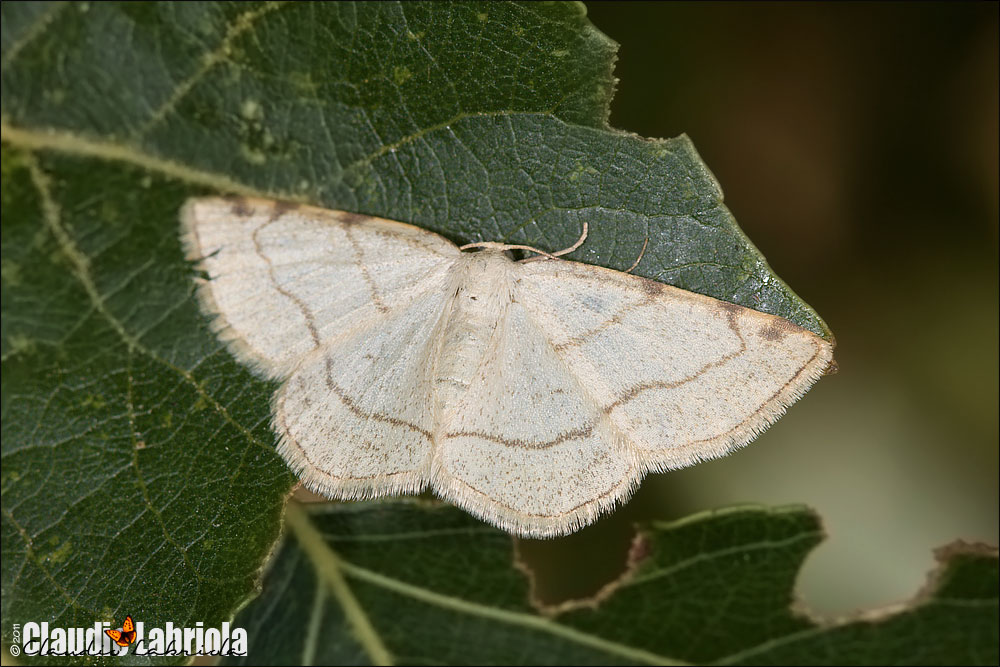 Stegania trimaculata - Geometridae Ennominae