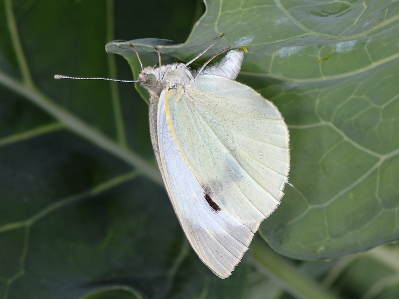 Ciclo vitale di Pieris brassicae