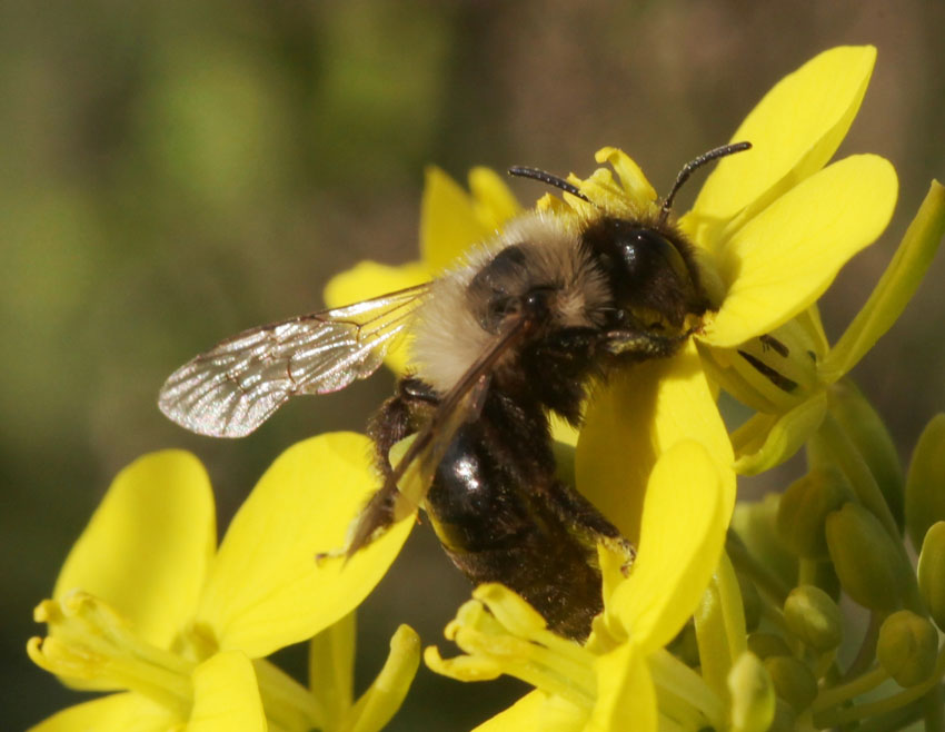 Andrena (Hyperandrena) bicolorata  (Apidae Andreninae)