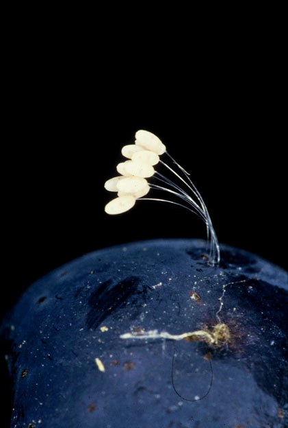 Neurottero Crisopide - Dichochrysa (uova)
