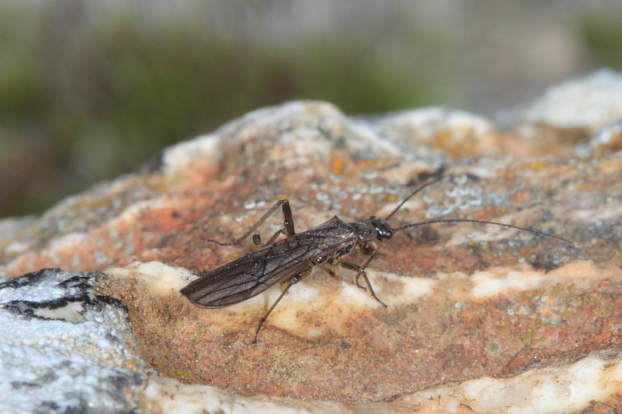 Protonemura sp.