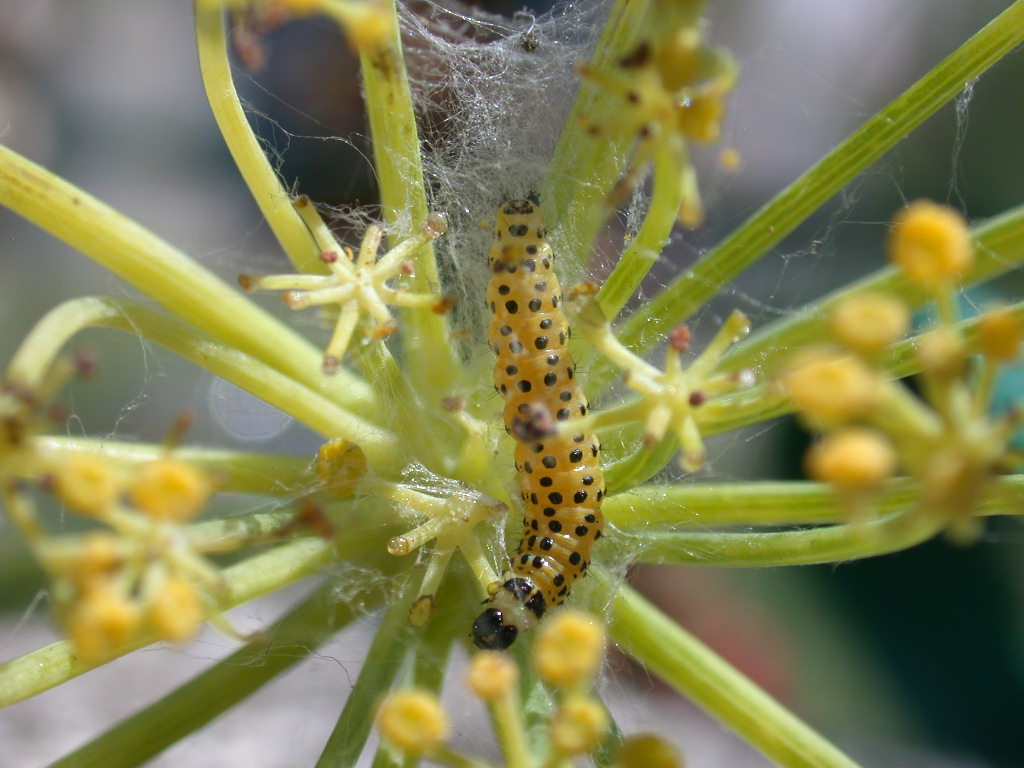 Bruco di Depressaria heraclei (Lep., Depressariidae)