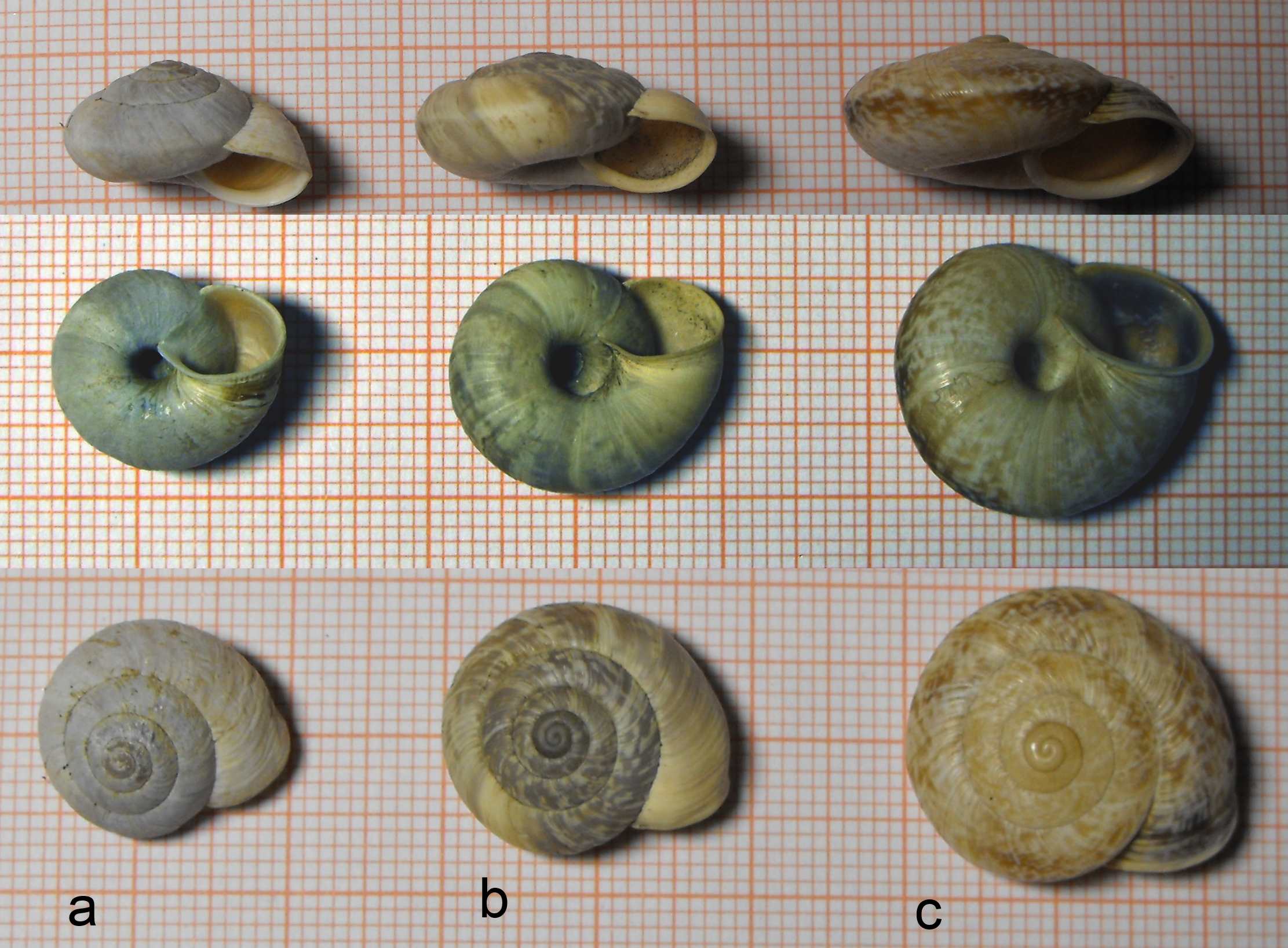 Chilostoma fontenilli, Michaud, 1829