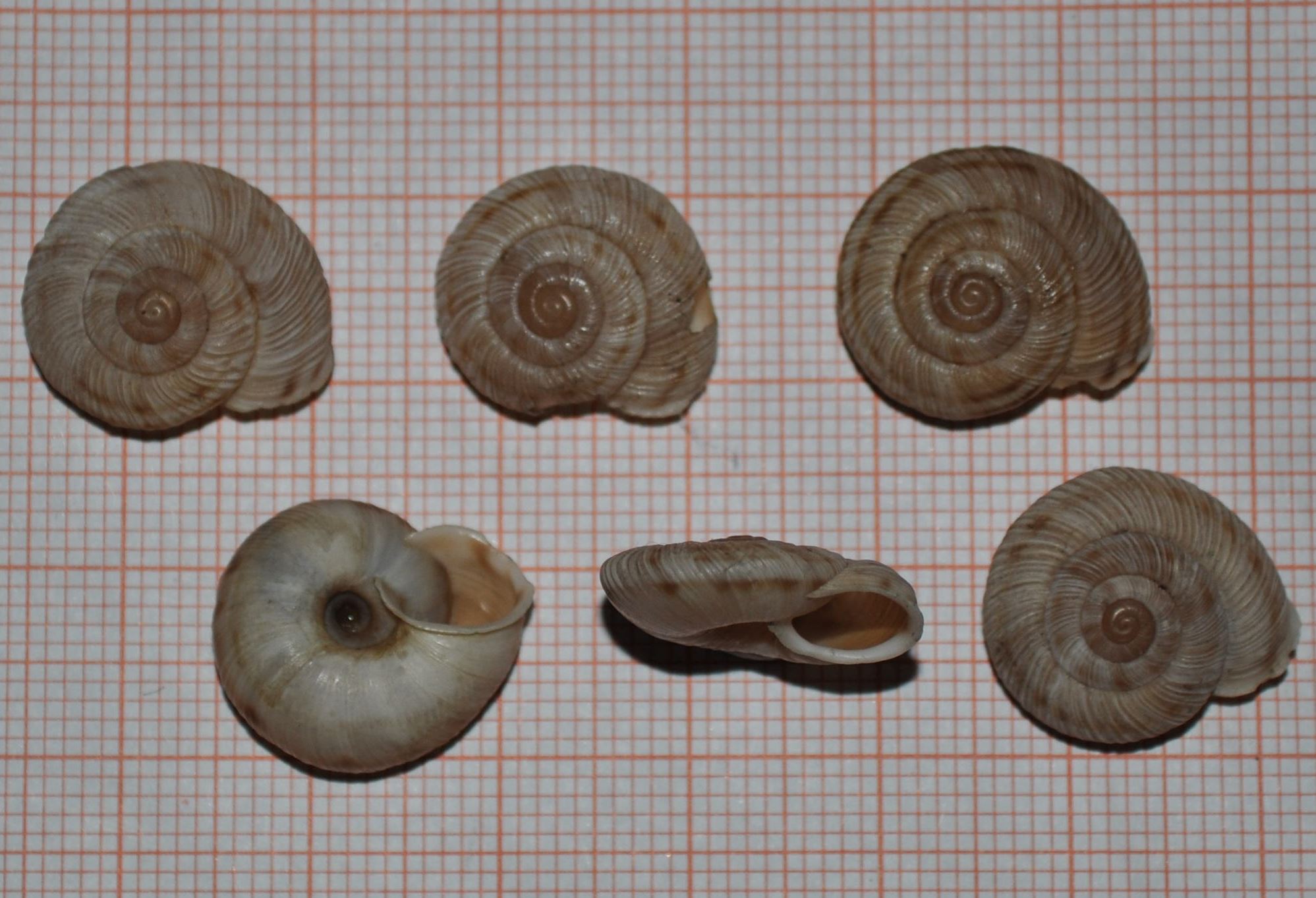 Chilostoma ziegleri (Rossmassler, 1836)