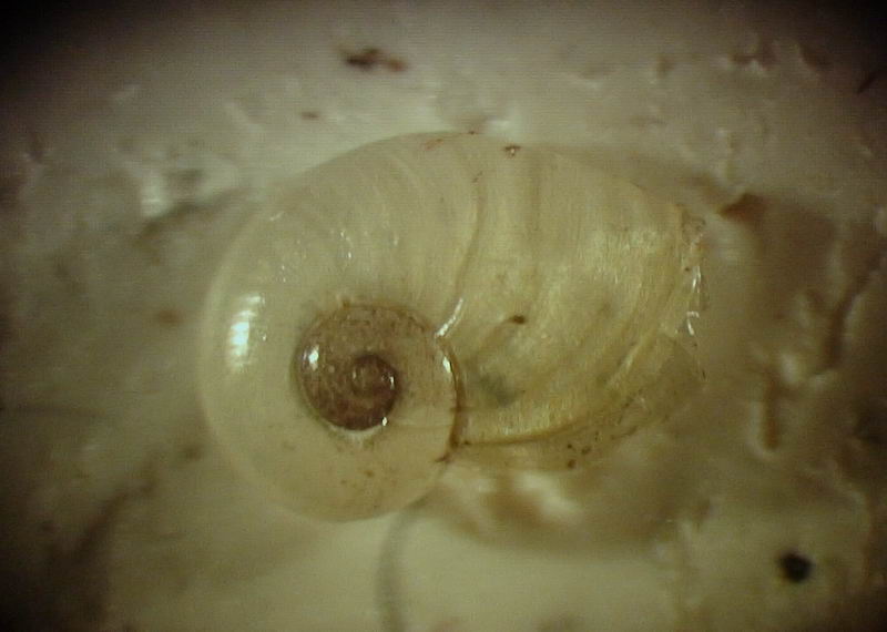Daudebardia (Daudebardia) brevipes sicula Bivona, 1839