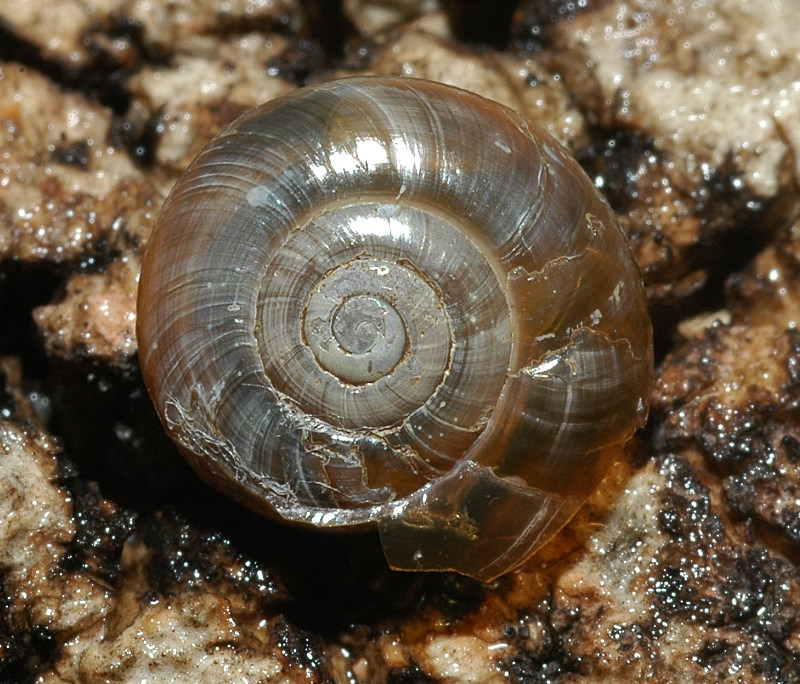 Oxychilus sp.