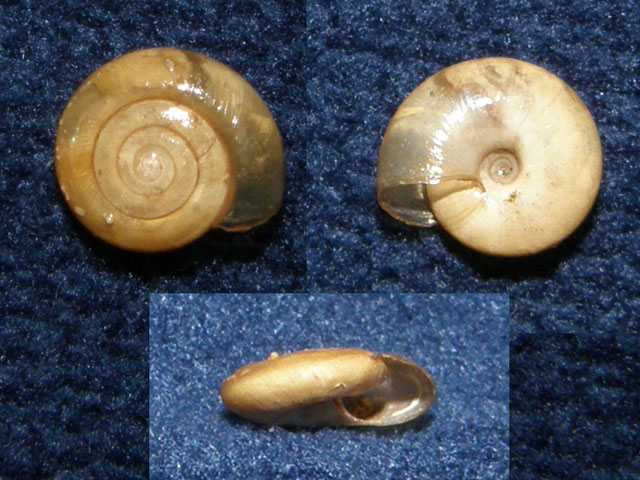 Oxychilus (Oxychilus) diductus (Westerlund, 1886)