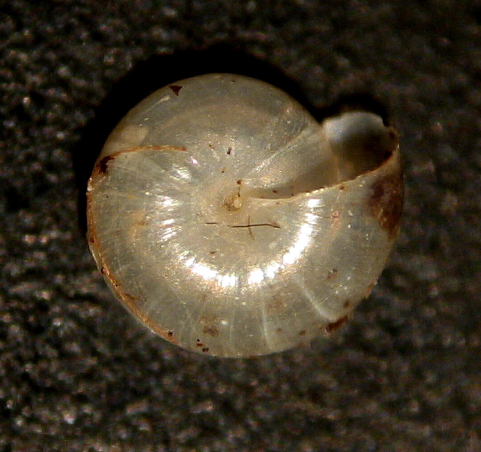 Vitrea cf subrimata