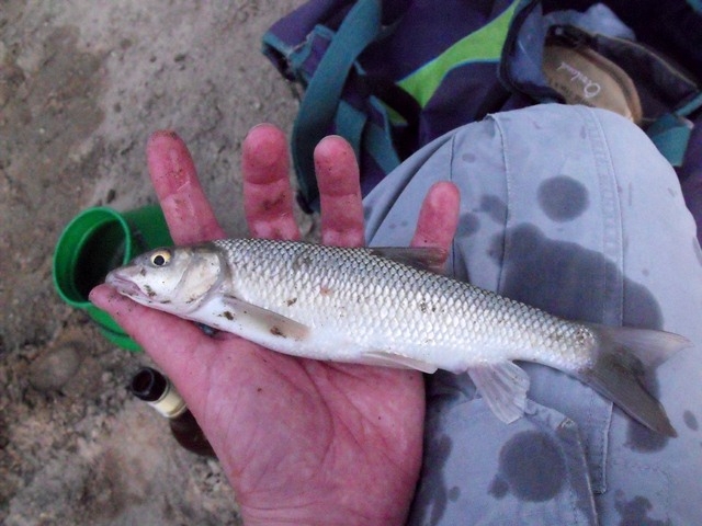 Barbus (Luciobarbus) graellsii