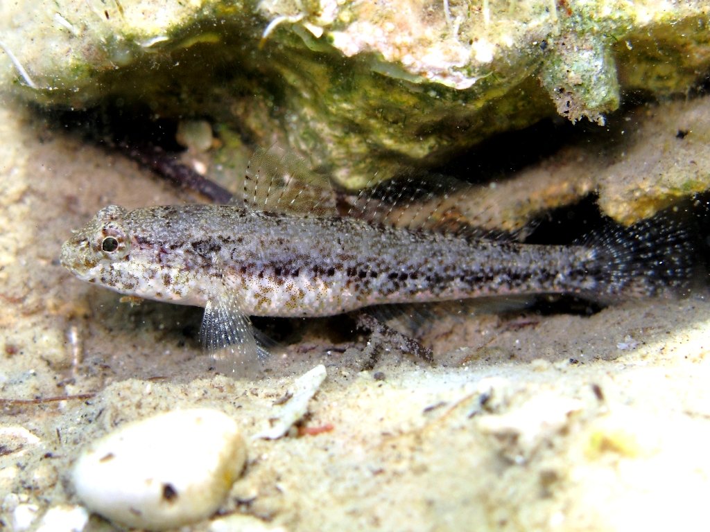 Gobius couchi (Miller & El-Tawil, 1974)