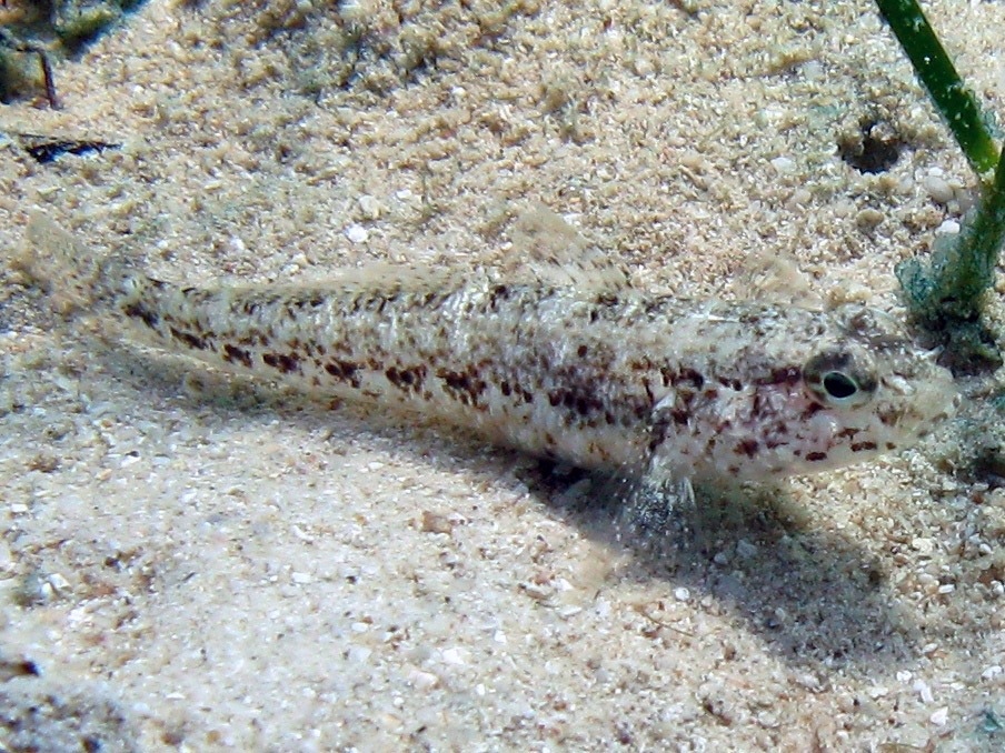 Gobius couchi (Miller & El-Tawil, 1974)