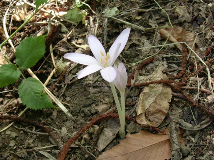 Colchicum autmnale / Colchico autunnale