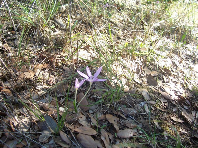 Colchicum cupanii / Colchico di Cupani