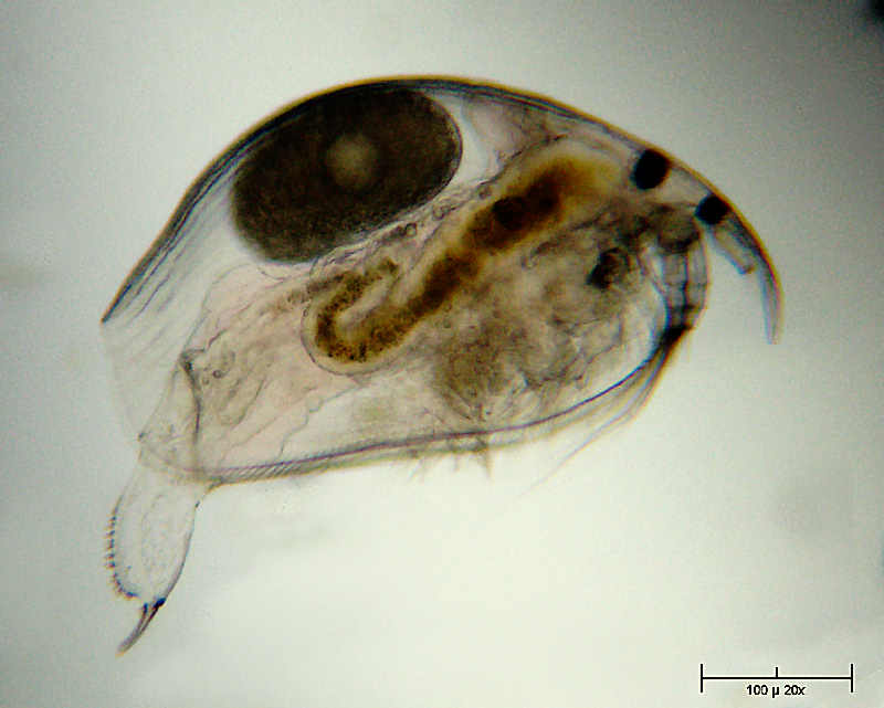 Pleuroxus trigonellus