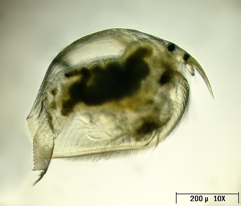 Pleuroxus trigonellus