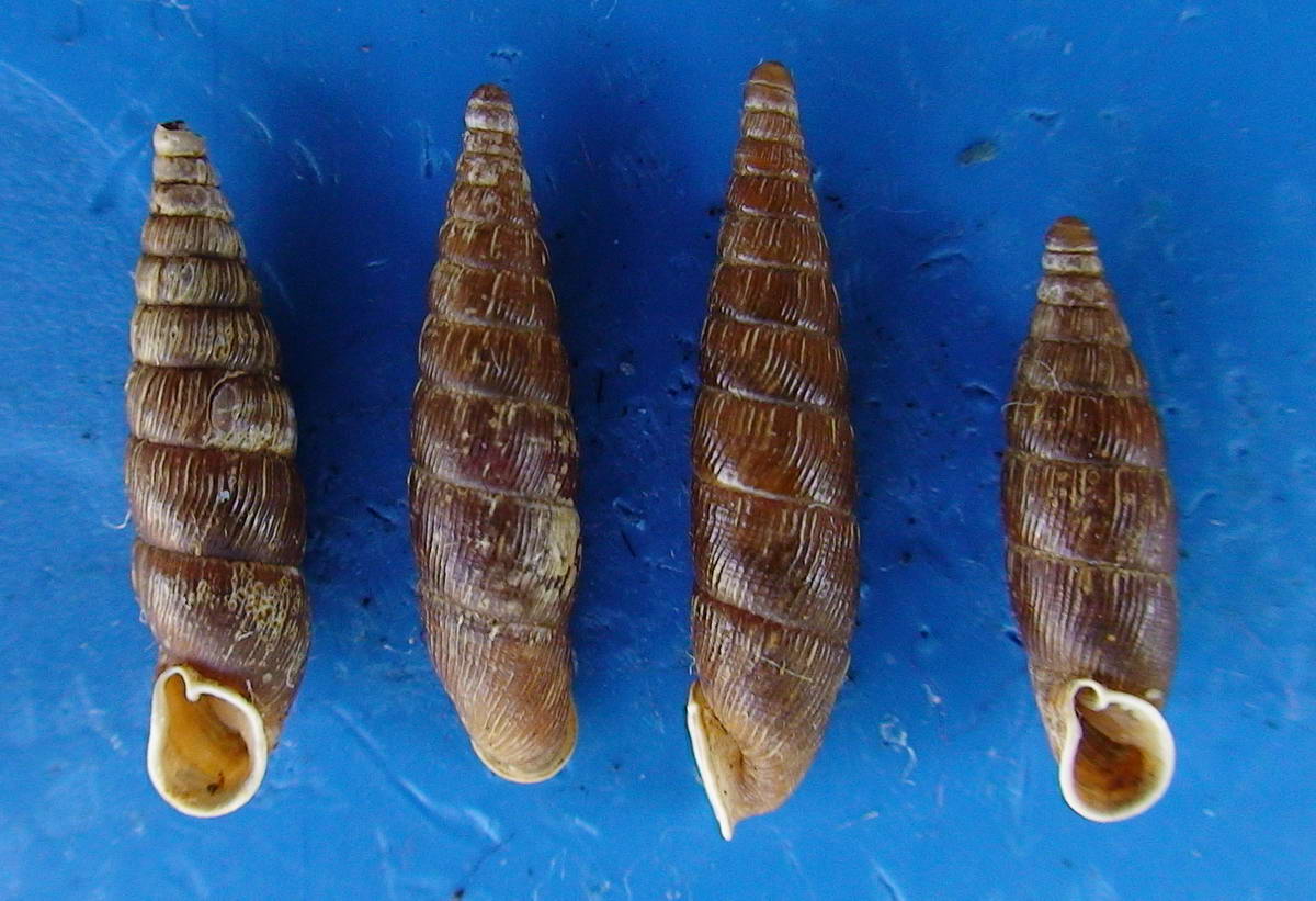 Macrogastra  badia dalla Carinzia