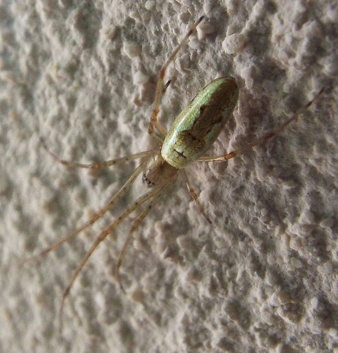 Tetragnatha sp. - Abbiategrasso (MI)