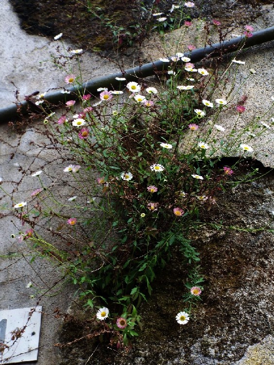 Erigeron karvinskianus / Cspica karvinskiana