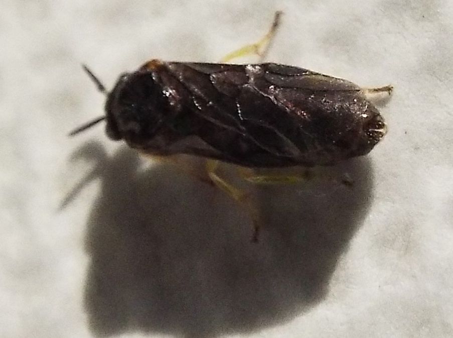 Aproceros leucopoda  (Argidae).