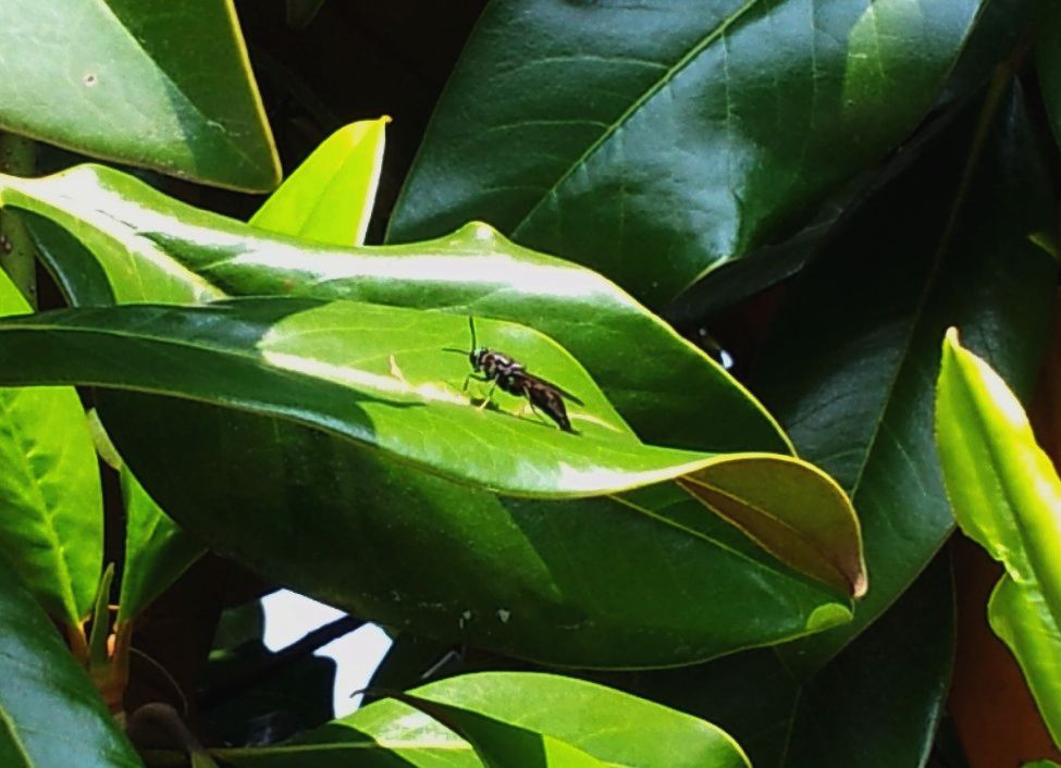 Stratiomyidae: Hermetia illucens  (cfr.)