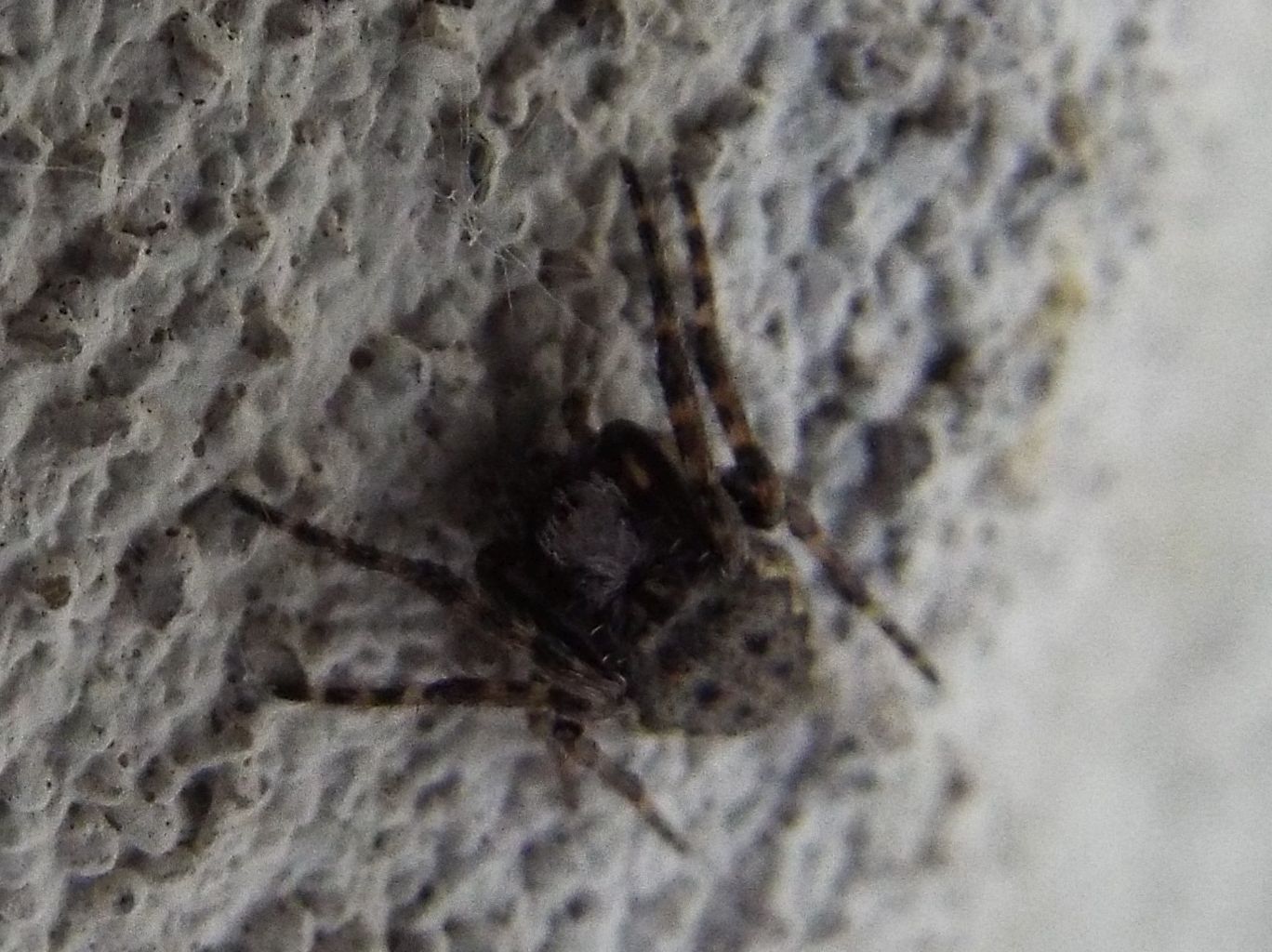Nuctenea umbratica   - Casarile (MI)
