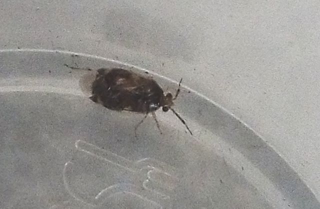 Miridae:Deraeocoris lutescens