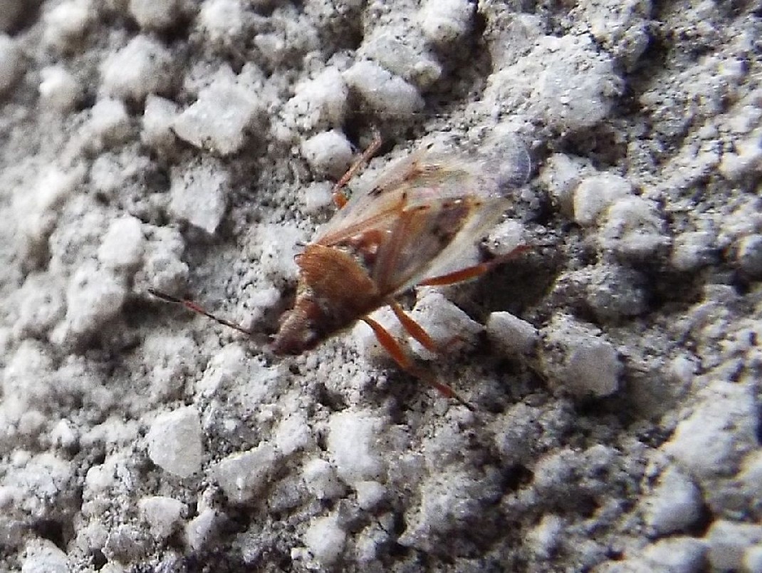 Lygaeidae:    Kleidocerys ericae