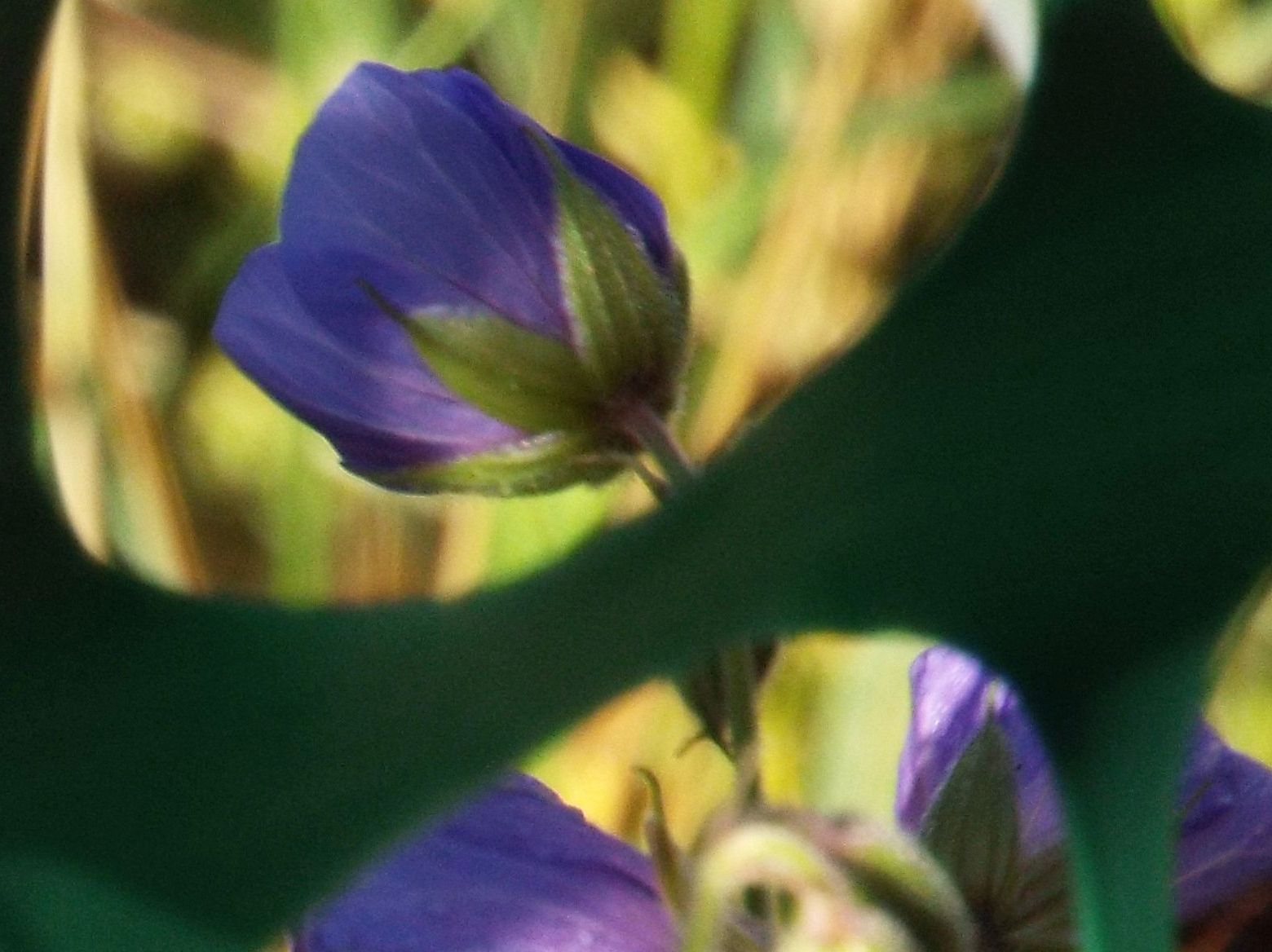 Geranium pratense / Geranio dei prati