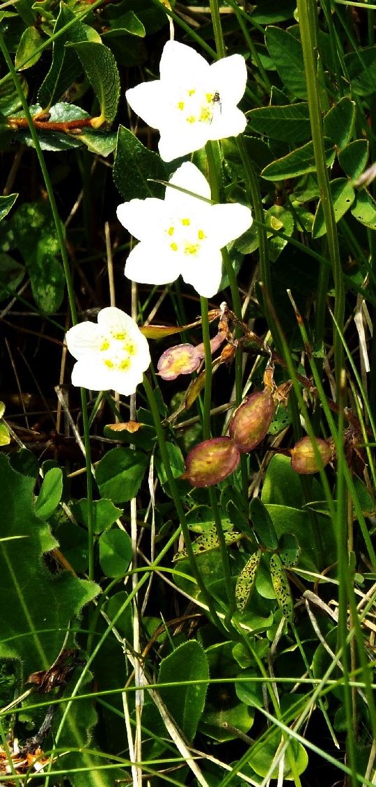 Parnassia palustris