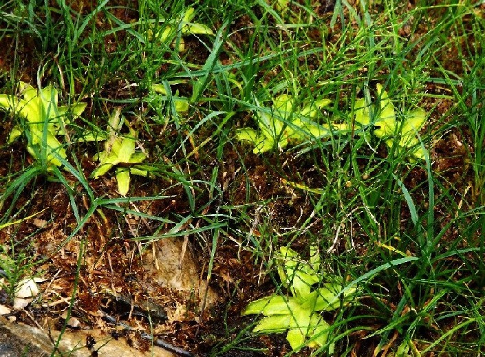 Pinguicula sp. (Lamiales - Lentibulariaceae)