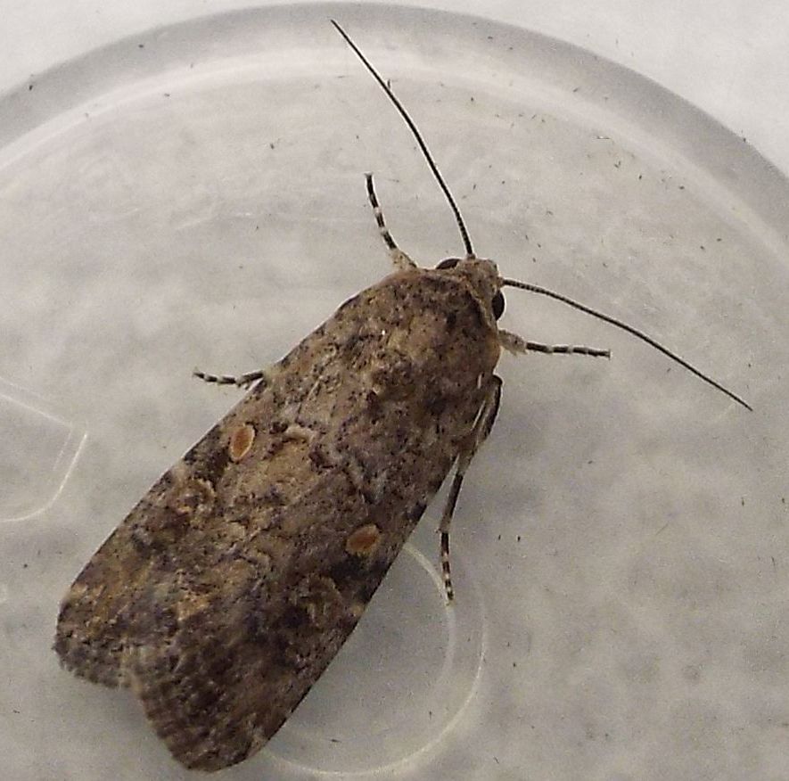 Un''altra Mamestra brassicae?No,Spodoptera exigua