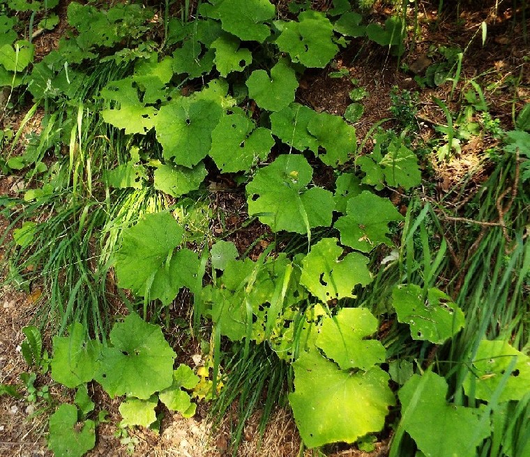 Grandi foglie...rovinate:   Petasites sp. (Asteraceae)