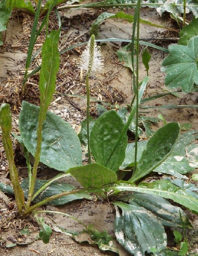 Quale Plantago?  Plantago media