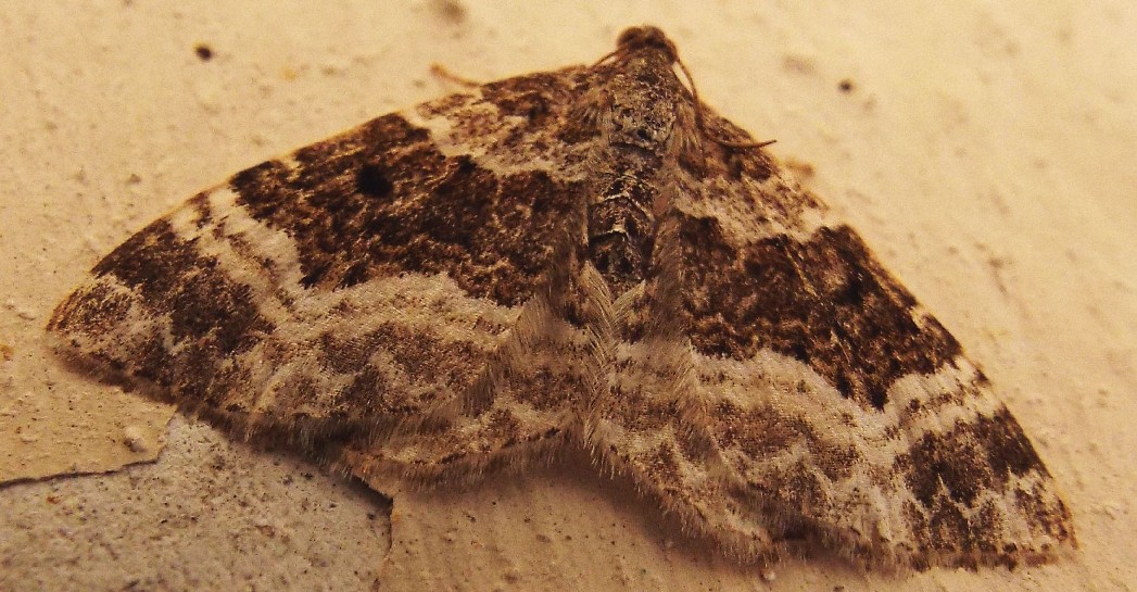 Falena da identificare : Epirrhoe alternata (Geometridae)
