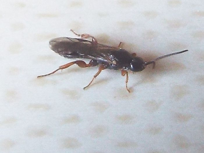 Ichneumonidae Metopiinae: cfr.  Hypsicera sp.