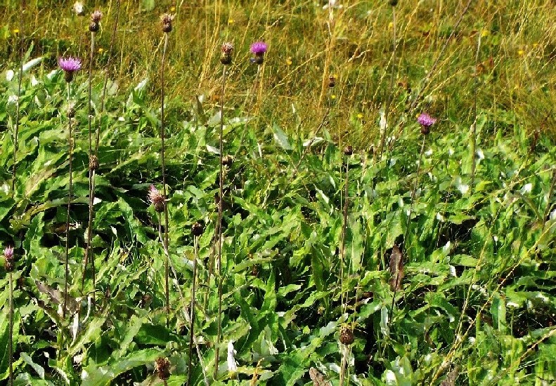 Cirsium heterophyllum
