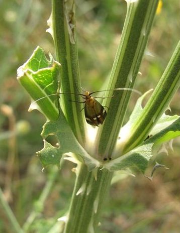 Adelidae: Nemophora raddaella