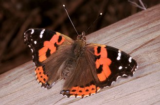 Vanessa atalanta