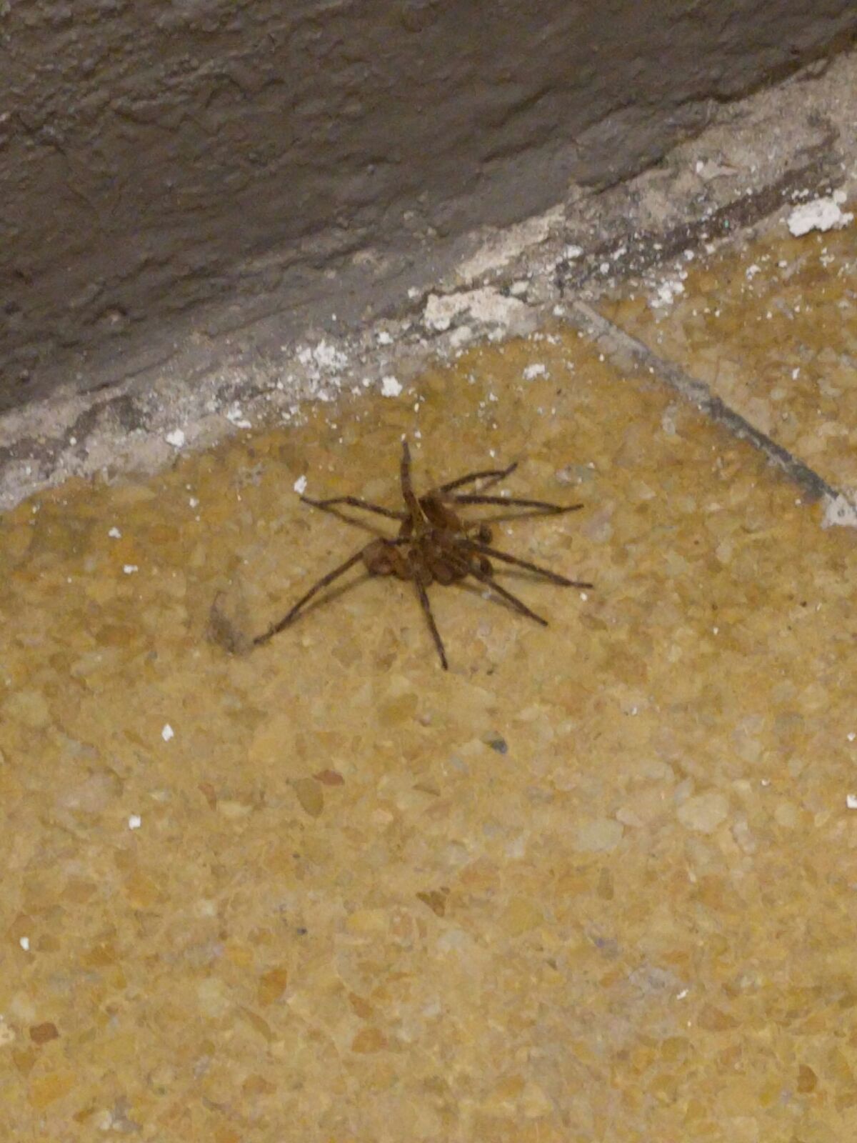 Zoropsis spinimana, maschio - Cazzago Brabbia (VA)