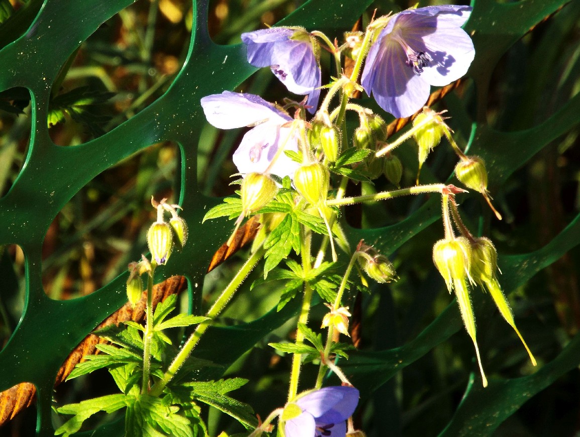 Geranium pratense / Geranio dei prati