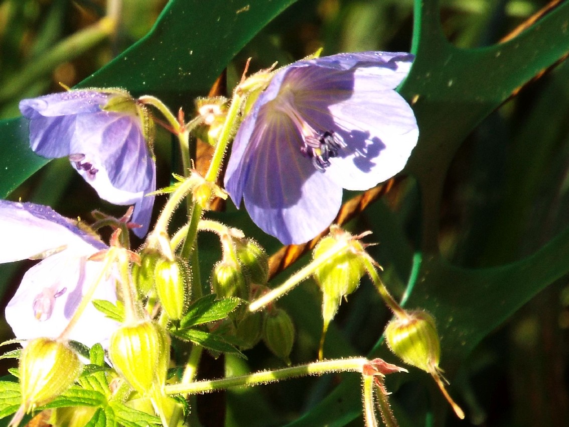 Geranium pratense / Geranio dei prati