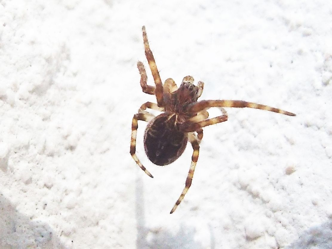 Larinioides sp. - Abbiategrasso (MI)