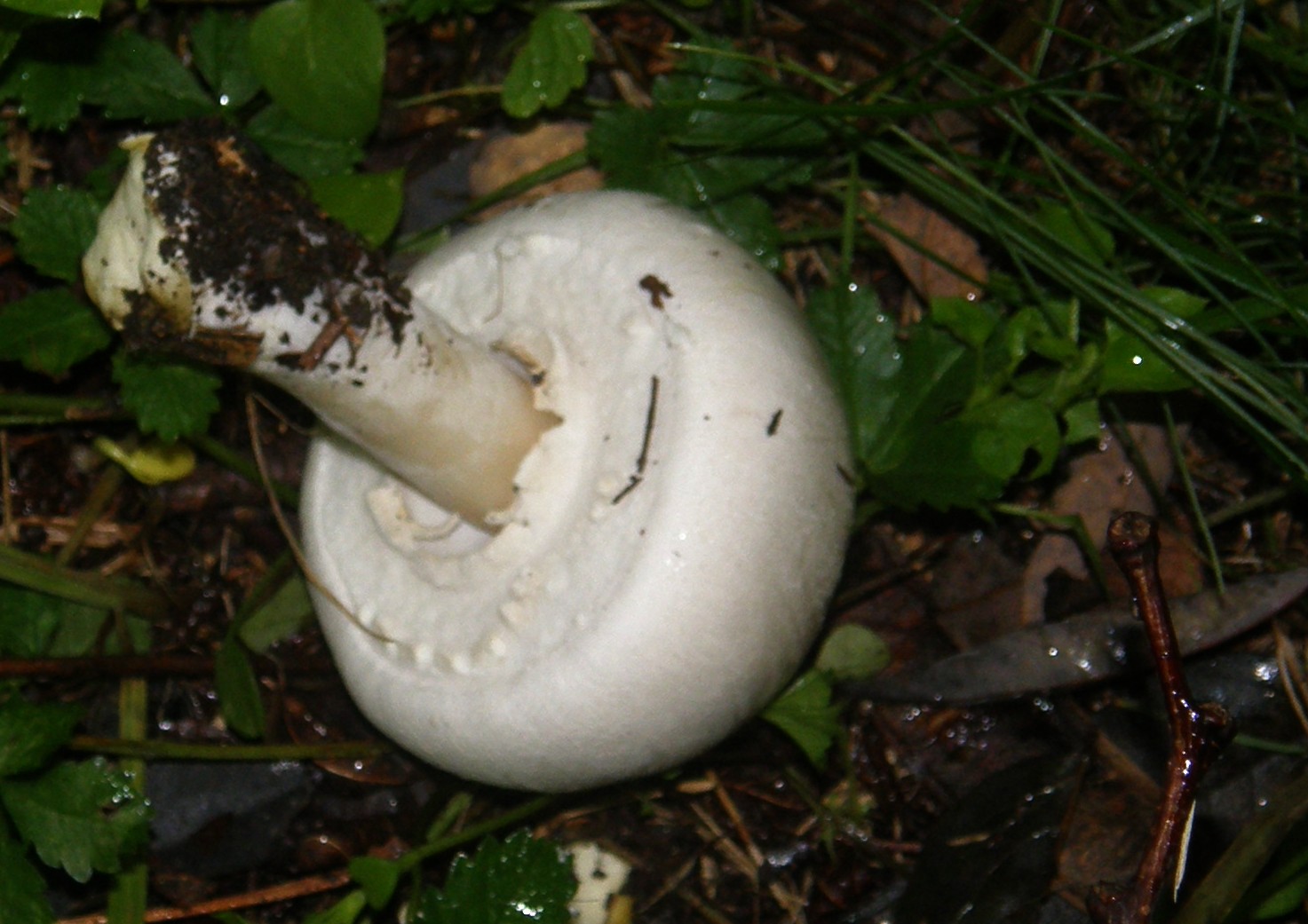 Ai piedi di una robinia